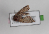  ( - AOC Lep 01104)  @12 [ ] Unspecified (default): All Rights Reserved (2014) Antonio S. Ortiz Universidad de Murcia