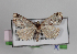  ( - AOC Lep 01133)  @13 [ ] Unspecified (default): All Rights Reserved (2014) Antonio S. Ortiz Universidad de Murcia