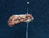  ( - AOC Lep 01497)  @11 [ ] Unspecified (default): All Rights Reserved  Unspecified Unspecified