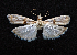  ( - AOC Lep 01531)  @11 [ ] Copyright (2020) Unspecified Unspecified