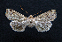  ( - AOC Lep 01572)  @11 [ ] Copyright (2020) Unspecified Unspecified