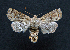  ( - AOC Lep 01573)  @11 [ ] Copyright (2020) Unspecified Unspecified