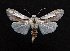  ( - AOC Lep 01597)  @11 [ ] Copyright (2020) Unspecified Unspecified