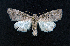  ( - AOC Lep 01628)  @11 [ ] Copyright (2020) A.S. Ortiz Unspecified