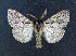  ( - AOC Lep 01629)  @11 [ ] Copyright (2020) A.S. Ortiz Unspecified