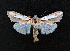  ( - AOC Lep 01632)  @11 [ ] Copyright (2020) A.S. Ortiz Unspecified