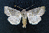  ( - AOC Lep 01633)  @11 [ ] Copyright (2020) A.S. Ortiz Unspecified