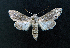  ( - AOC Lep 01639)  @11 [ ] Copyright (2020) A.S. Ortiz Unspecified
