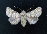  ( - AOC Lep 01641)  @11 [ ] Copyright (2020) A.S. Ortiz Unspecified