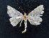  (Pechipogo simplicicornis - AOC Lep 01646)  @11 [ ] Copyright (2020) A.S. Ortiz Unspecified
