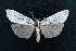  ( - AOC Lep 01649)  @11 [ ] Copyright (2020) A.S. Ortiz Unspecified