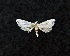  ( - AOC Lep 01650)  @11 [ ] Copyright (2020) A.S. Ortiz Unspecified