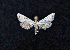  ( - AOC Lep 01651)  @11 [ ] Copyright (2020) A.S. Ortiz Unspecified