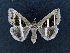  ( - AOC Lep 01652)  @11 [ ] Copyright (2020) A.S. Ortiz Unspecified