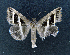  ( - AOC Lep 01653)  @11 [ ] Copyright (2020) A.S. Ortiz Unspecified
