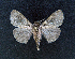  ( - AOC Lep 01665)  @11 [ ] Copyright (2020) A.S. Ortiz Unspecified