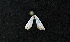  ( - AOC Lep 01668)  @11 [ ] Copyright (2020) A.S. Ortiz Unspecified
