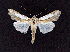 ( - AOC Lep 01697)  @11 [ ] Copyright (2020) A.S. Ortiz Unspecified