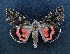  ( - AOC Lep 01699)  @11 [ ] Copyright (2020) A.S. Ortiz Unspecified