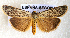  ( - AOC Lep 01717)  @11 [ ] Copyright (2021) A.S. Ortiz Unspecified