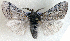  ( - AOC Lep 01719)  @11 [ ] Copyright (2021) A.S. Ortiz Unspecified