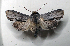  ( - AOC Lep 01724)  @11 [ ] Copyright (2021) A.S. Ortiz Unspecified