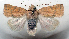  ( - AOC Lep 01729)  @11 [ ] Copyright (2021) A.S. Ortiz Unspecified