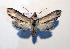  ( - AOC Lep 01742)  @11 [ ] Copyright (2021) A.S. Ortiz Unspecified