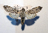  ( - AOC Lep 01743)  @11 [ ] Copyright (2021) A.S. Ortiz Unspecified
