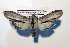  (Cucullia thapsiphaga - AOC Lep 01744)  @11 [ ] Copyright (2021) A.S. Ortiz Unspecified