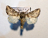  ( - AOC Lep 01747)  @11 [ ] Copyright (2021) A.S. Ortiz Unspecified
