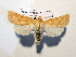  ( - AOC Lep 01755)  @11 [ ] Copyright (2021) A.S. Ortiz Unspecified
