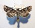  ( - AOC Lep 01761)  @11 [ ] Copyright (2021) A.S. Ortiz Unspecified