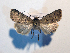  (Epipsilia cervantes - AOC Lep 01769)  @11 [ ] Copyright (2021) A.S. Ortiz Unspecified