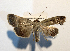  ( - AOC Lep 01775)  @13 [ ] Copyright (2021) A.S. Ortiz Unspecified