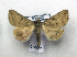  ( - AOC Lep 01785)  @11 [ ] Copyright (2021) A.S. Ortiz Unspecified