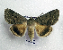  ( - AOC Lep 01787)  @11 [ ] Copyright (2021) A.S. Ortiz Unspecified