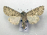  ( - AOC Lep 01788)  @11 [ ] Copyright (2021) A.S. Ortiz Unspecified