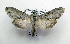  ( - AOC Lep 01790)  @11 [ ] Copyright (2021) A.S. Ortiz Unspecified