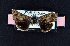  ( - AOC Lep 01808)  @11 [ ] Copyright (2021) A.S. Ortiz Unspecified
