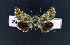  ( - AOC Lep 01809)  @11 [ ] Copyright (2021) A.S. Ortiz Unspecified