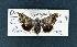 ( - AOC Lep 01810)  @11 [ ] Copyright (2021) A.S. Ortiz Unspecified