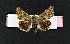  ( - AOC Lep 01812)  @11 [ ] Copyright (2021) A.S. Ortiz Unspecified