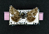  ( - AOC Lep 01820)  @11 [ ] Copyright (2021) A.S. Ortiz Unspecified
