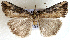  ( - AOC Lep 01832)  @11 [ ] Copyright (2021) A.S. Ortiz Unspecified