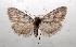  ( - AOC Lep 01838)  @11 [ ] Copyright (2021) A.S. Ortiz Unspecified