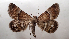  ( - AOC Lep 01841)  @11 [ ] Copyright (2021) A.S. Ortiz Unspecified