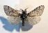  ( - AOC Lep 01846)  @11 [ ] Copyright (2021) A.S. Ortiz Unspecified
