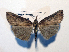  ( - AOC Lep 01849)  @11 [ ] Copyright (2021) A.S. Ortiz Unspecified