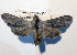 ( - AOC Lep 01856)  @11 [ ] Copyright (2021) A.S. Ortiz Unspecified